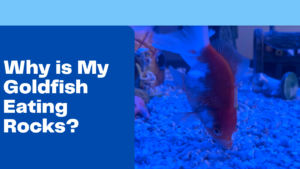 why do goldfish eat rocks