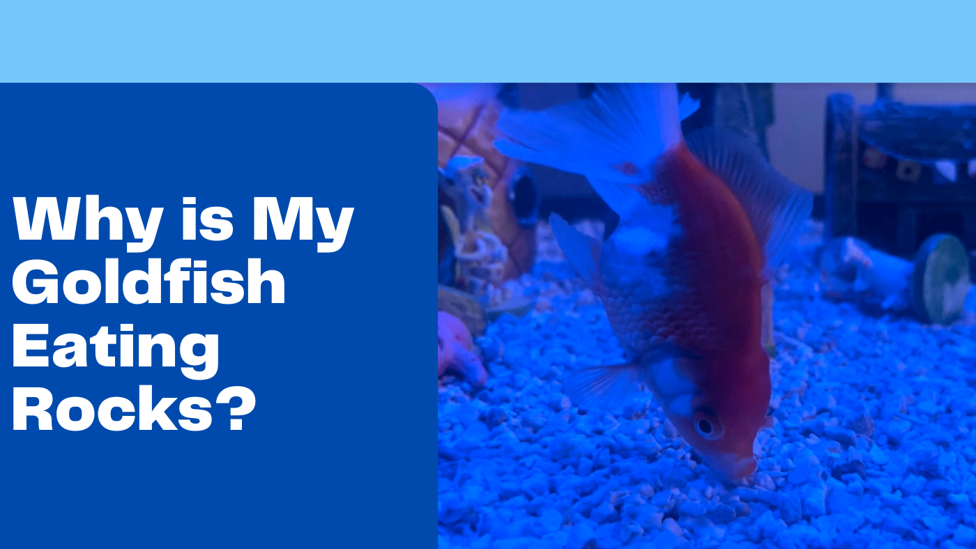 Why is My Goldfish Eating Rocks? Fishtank Expert