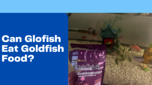 Can Glofish Eat Goldfish Food
