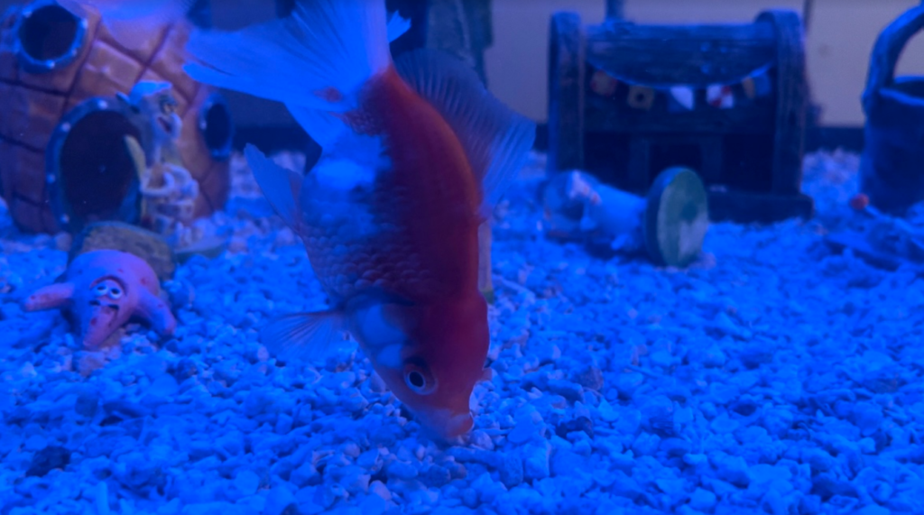 goldfish eating rocks 