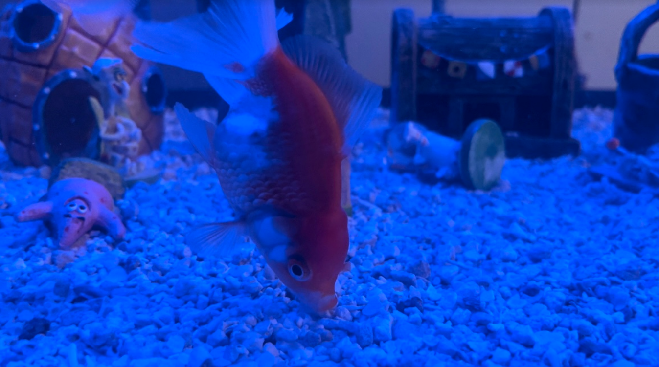 Why is My Goldfish Eating Rocks? - Fishtank Expert