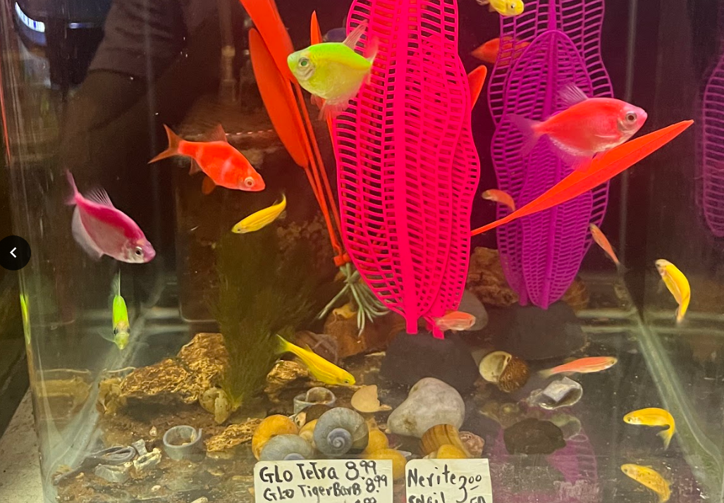 Do Glofish Sleep on the Bottom of the Tank? - Fishtank Expert