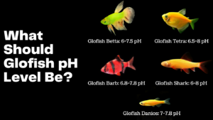 Glofish pH level