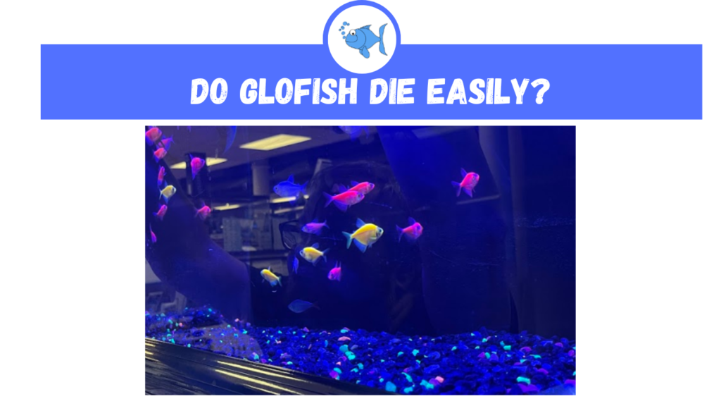 do glofish die easily