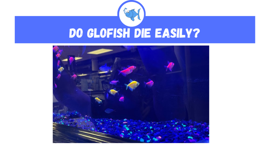 Do Glofish Die Easily? - Fishtank Expert