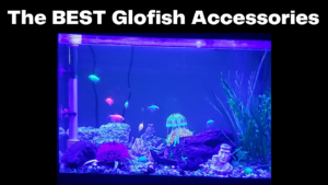 glofish accessories