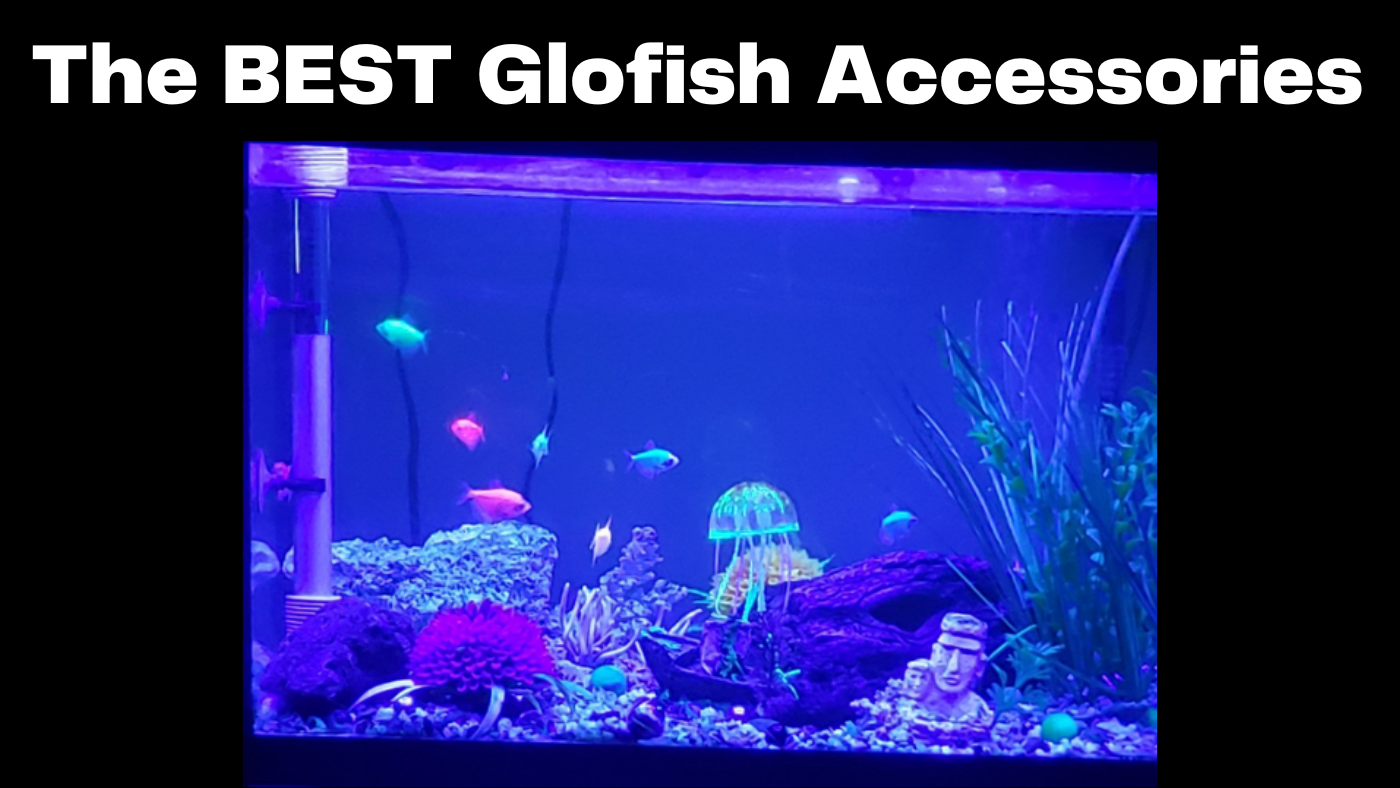 The Best Glofish Accessories Fishtank