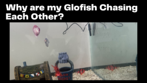 Why are my Glofish Chasing Each Other?