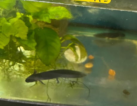 axolotl tank with plants