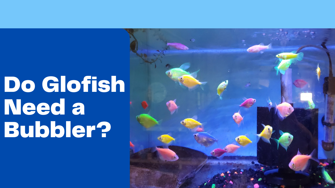Do Glofish Need a Bubbler/Air Pump? Fishtank Expert