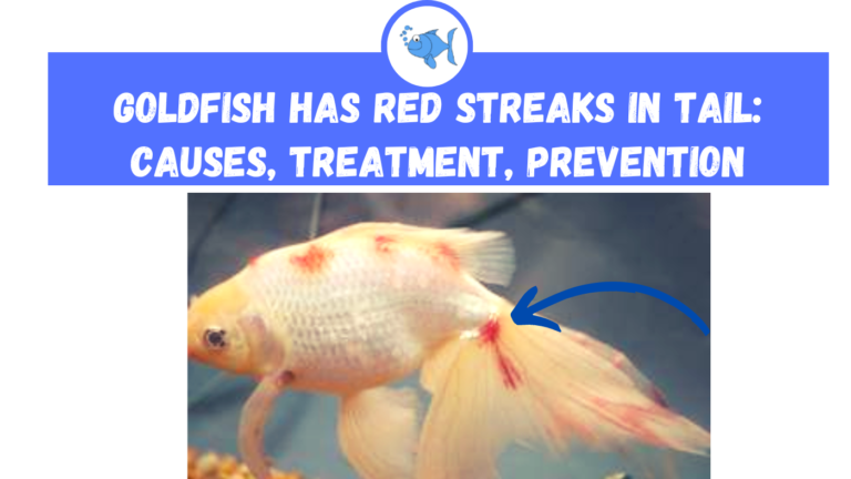 Goldfish Has Red Streaks in Tail: Causes, Treatment, Prevention ...