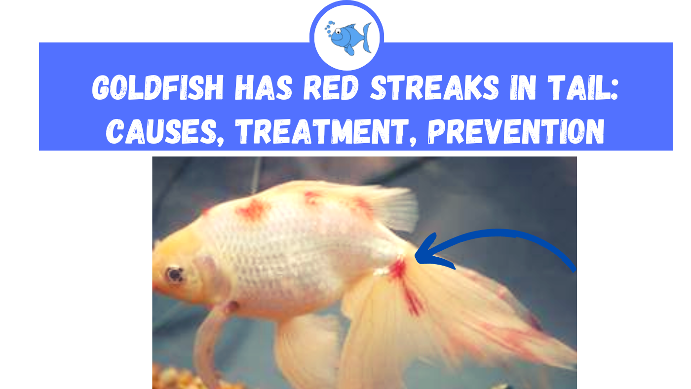 goldfish-has-red-streaks-in-tail-causes-treatment-prevention