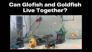 can glofish live with goldfish