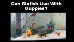 Can Glofish Live With Guppies