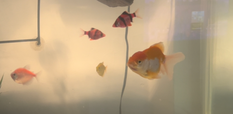 can goldfish live with glofish