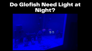 do glofish need light at night