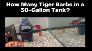 How Many Tiger Barbs in a 30-Gallon Tank