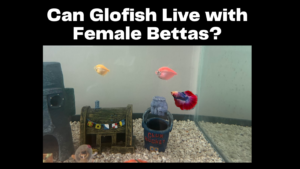 Can Glofish Live with Female Bettas