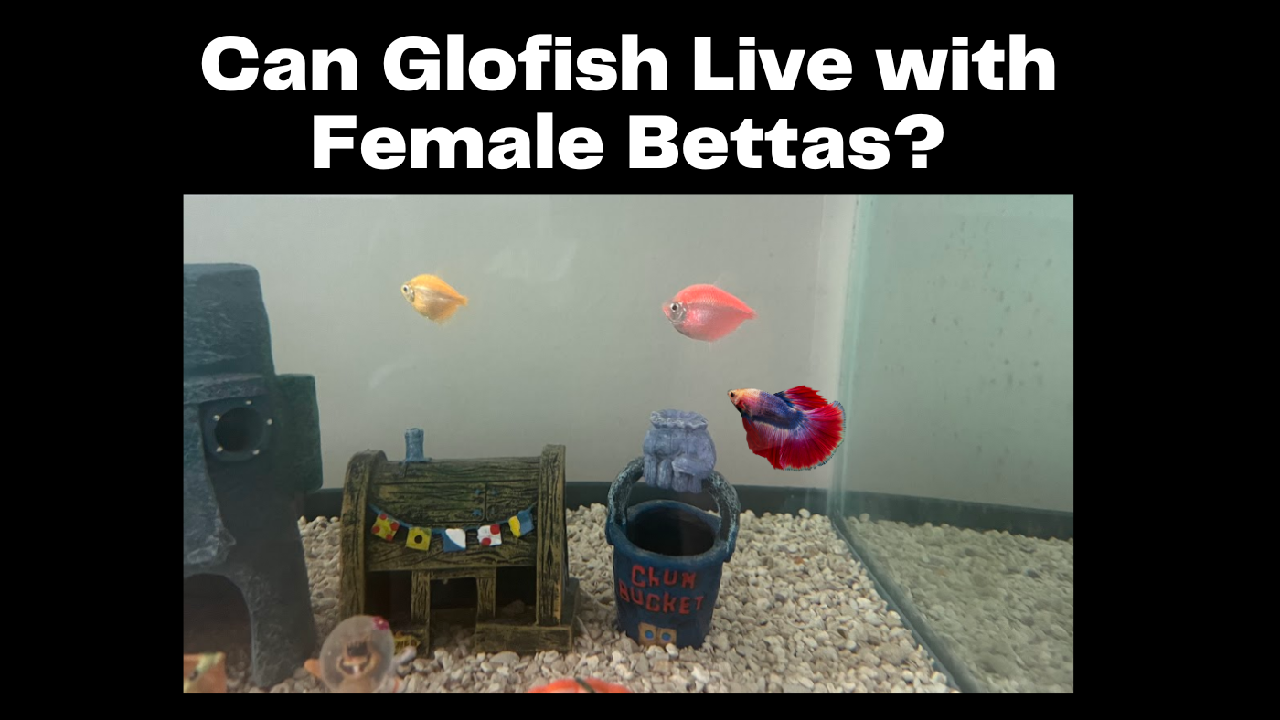 Can Glofish Live with Female Bettas? Fishtank Expert