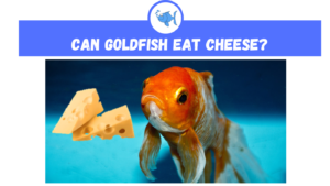 Can Goldfish Eat Cheese