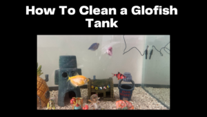How To Clean a Glofish Tank: