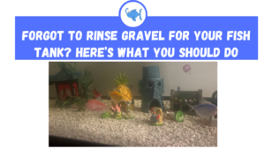 Forgot to Rinse Gravel for Your Fish Tank