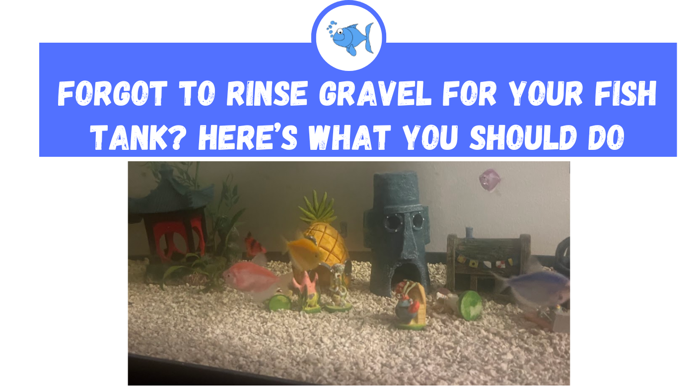 to Rinse Gravel for Your Fish Tank? Here’s What You Should Do