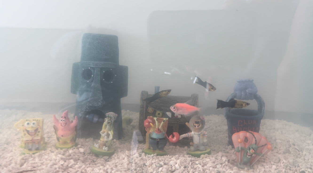 to Rinse Gravel for Your Fish Tank? Here’s What You Should Do