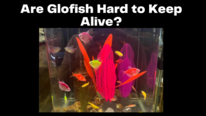 are glofish hard to keep alive